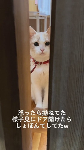 怒られてしょぼんとするつむじちゃん