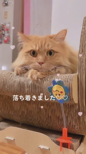 猫ちゃんたち