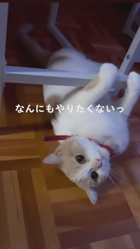 猫ちゃんたち