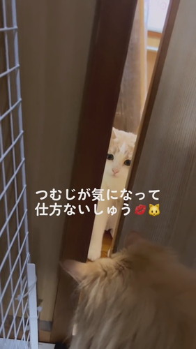 猫ちゃんたち