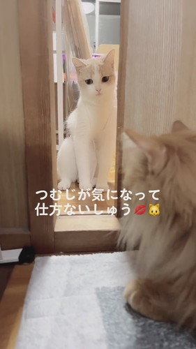 猫ちゃんたち