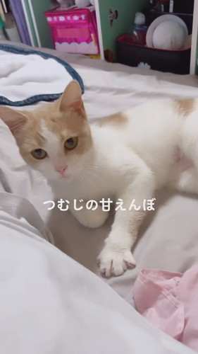 甘えん坊猫ちゃんたち