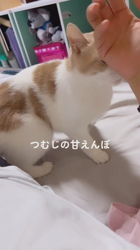 スリスリ猫ちゃんたち