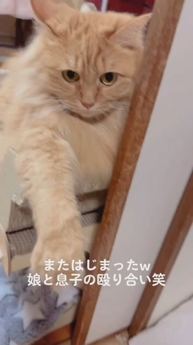 じゃれるしゅうくん