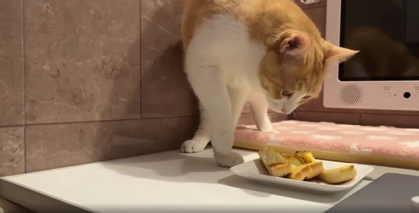 入浴中の飼い主のもとにやって来た猫ちゃん