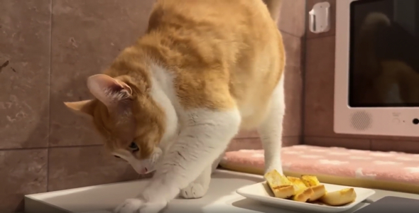 飼い主の夜食に砂をかけるしぐさをする猫ちゃん