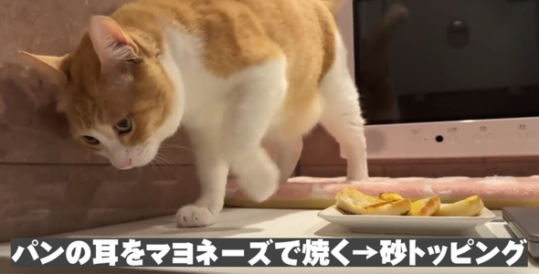 パンの耳トーストに砂をトッピングする猫ちゃん