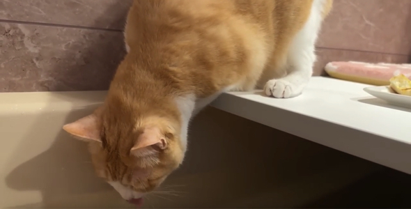 一仕事を終え水分補給するマイペースな猫ちゃん