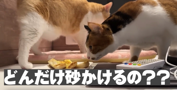 もう一匹猫ちゃんがお風呂にやって来ました