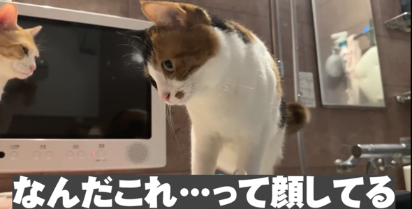 猫ちゃんはマヨネーズのパンの耳トーストが苦手なようです