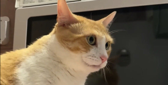 猫ちゃんにマヨネーズのパンの耳トーストを嗅がせた反応