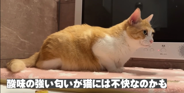 マヨネーズの酸味の強い匂いが苦手なようです