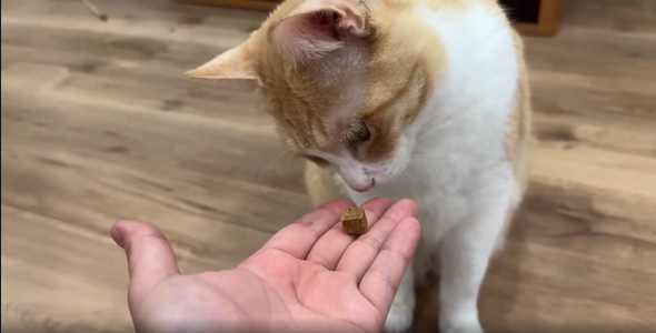 お風呂上がりに猫ちゃんたちも夜食タイム