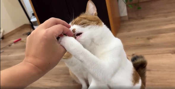 硬めのおやつで若い猫ちゃんだけが好んで食べていました