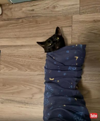 飼い主のパジャマにすっぽりはまる猫ちゃん