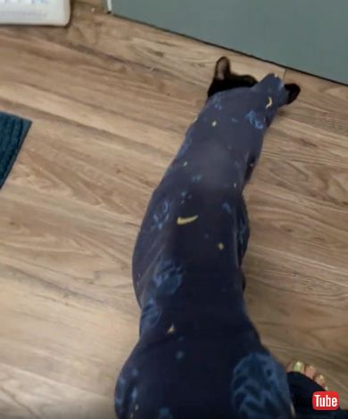 飼い主の足と猫ちゃんがぎゅうぎゅうに収っているズボン