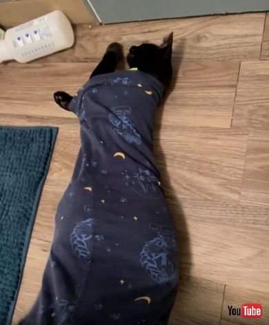 パジャマの中が気に入った様子の猫ちゃん