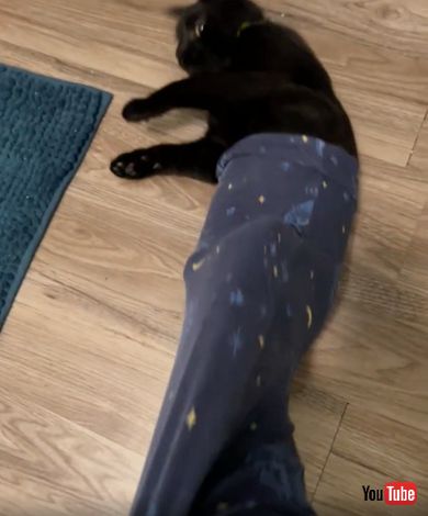 まるで人魚のような猫ちゃん