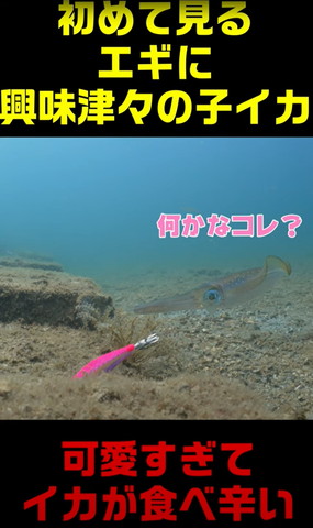 呪いのイカ