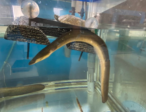 うなぎみたいな魚