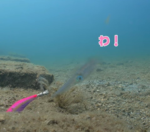 エギに近づく以下