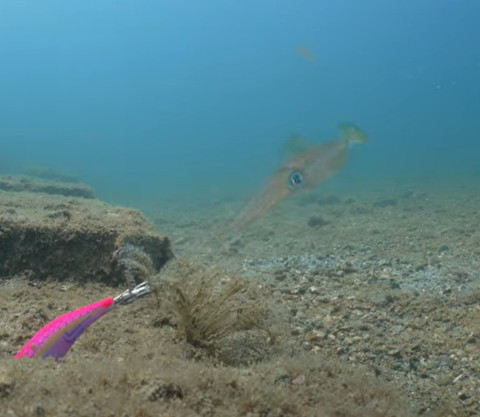 エギを見つめるイカ