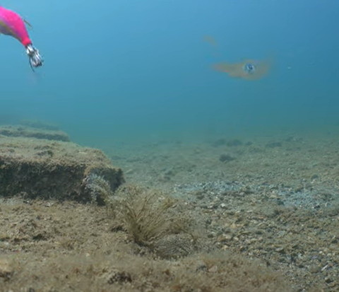 浮き上がるエギとイカ
