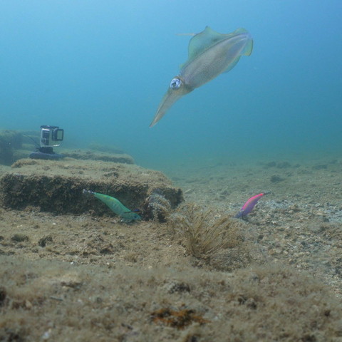水中カメラとイカ