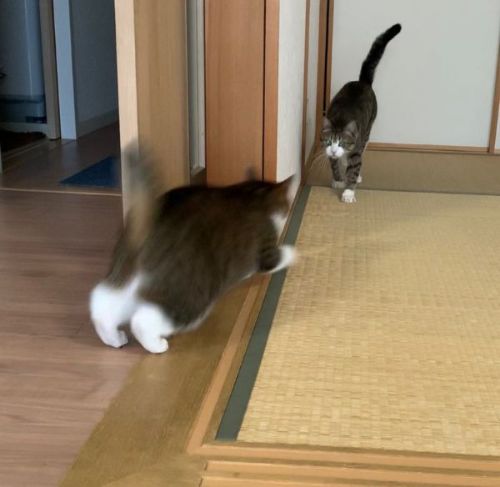 にらみ合う猫たち