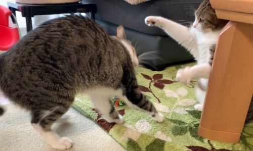 猫パンチsuzumechan