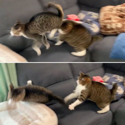 激しいバトルsuzumechan