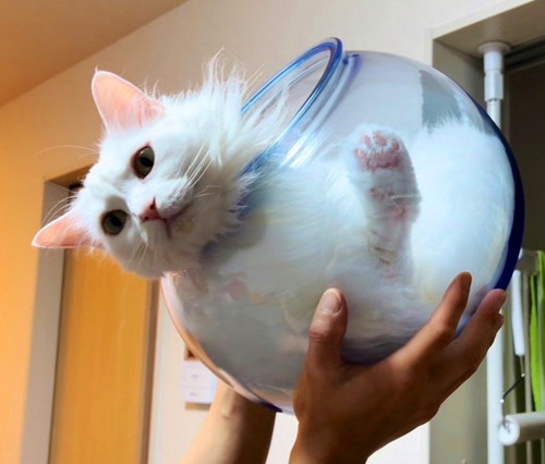 壺ごと持たれる猫