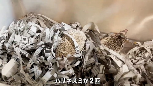 ハリネズミ2匹