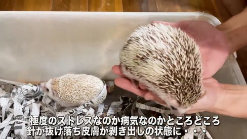 針が抜けている