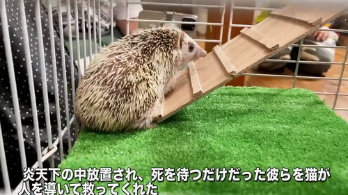 ケージ内ハリネズミ