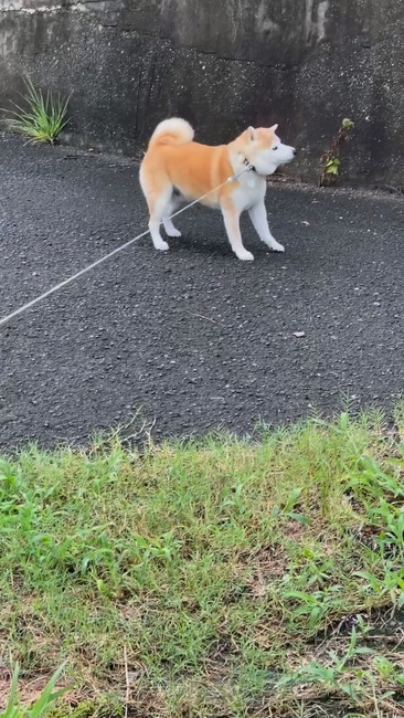 柴犬