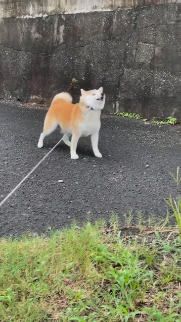 こっち見る犬