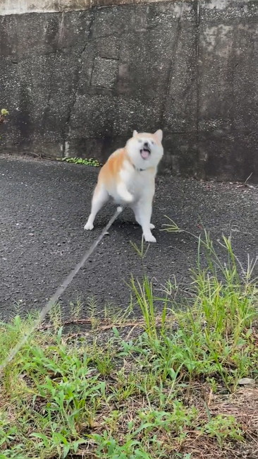 キレる柴犬