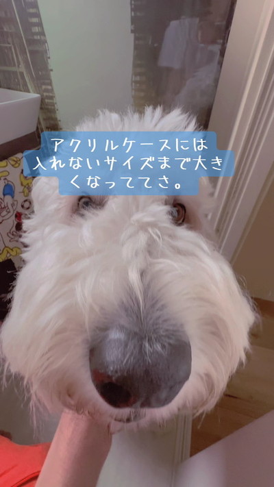 がんたくんアップ