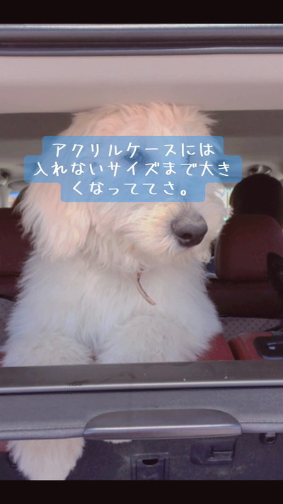 がんたくん横顔