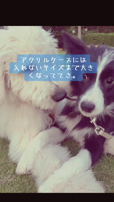 がんたくんと先住犬