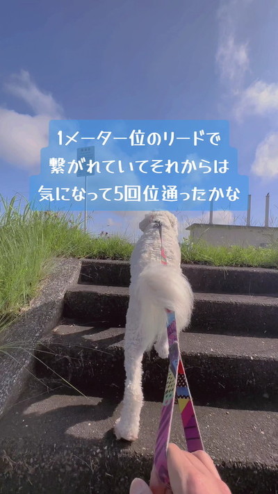 お散歩中の犬
