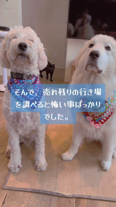 待てするがんたくん