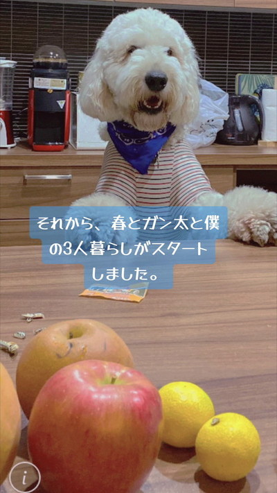 お家でのがんたくん