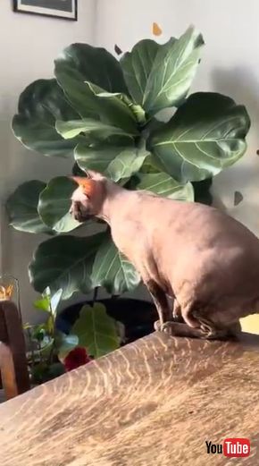 鳥を見ている猫
