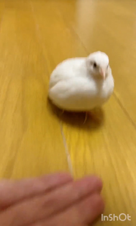 ぶれるのえるくん