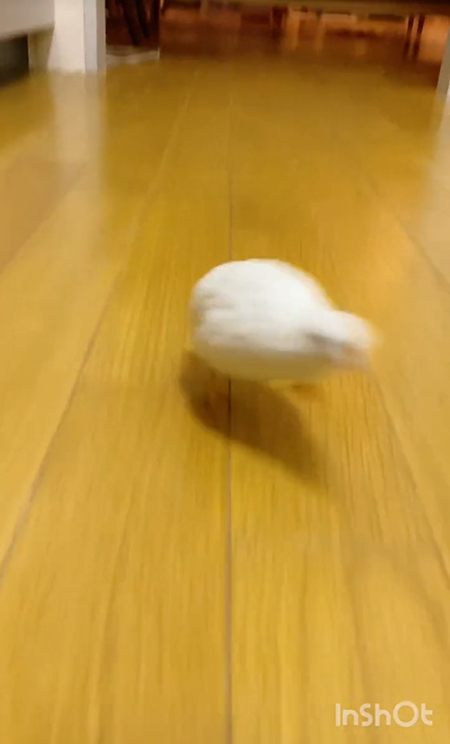 弾丸のえるくん