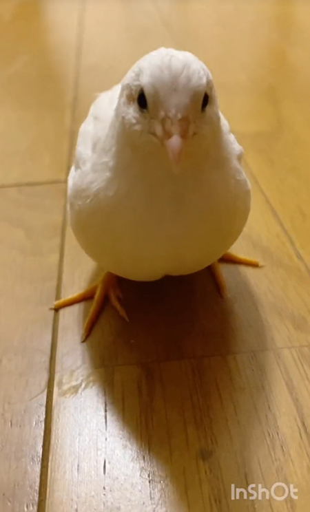 のえるくん正面