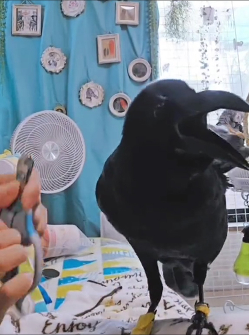 こちらにきたカラス