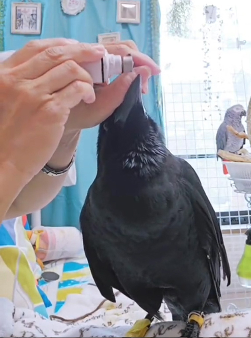 こちら向きグラインダー